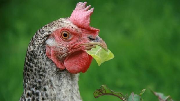 Где выращивается Пушкинская порода кур: в чем ее своеобразие?
