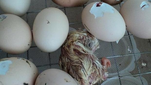 Kakšna naj bo temperatura jajc v inkubatorju: načini
