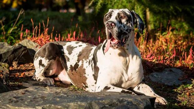ग्रेट डेन नस्ल के कुत्तों की विशेषताएं, समीक्षा और तस्वीरों के साथ, ग्रेट डेन नस्ल की विशेषताएं