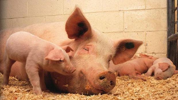 Африканська чума та інші хвороби свиней