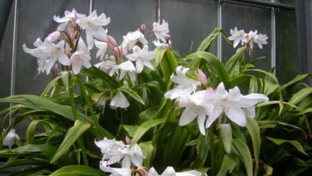 दुर्लभ उद्यान पौधा - पॉवेल्स क्रिनम गार्डन क्रिनम फूल