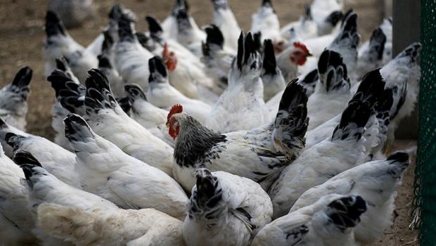 मुर्गियां अच्छे से अंडे क्यों नहीं देतीं: हम समस्या के कारणों और समाधान के तरीकों का विश्लेषण करते हैं