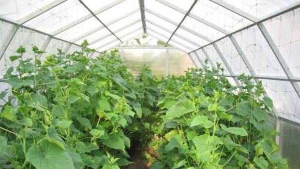 Skrb za kumare v polikarbonatnem rastlinjaku: 5 pomembnih točk