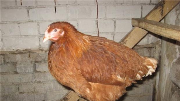 मुर्गियों की रोडोनाइट नस्ल: विवरण और विशेषताएँ, समीक्षाएँ