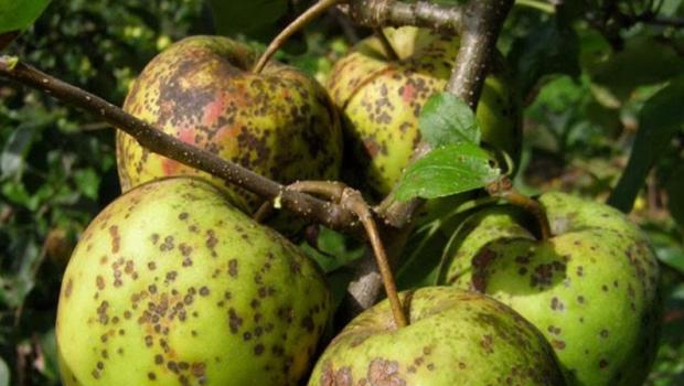 Як боротися з паршею на яблунях