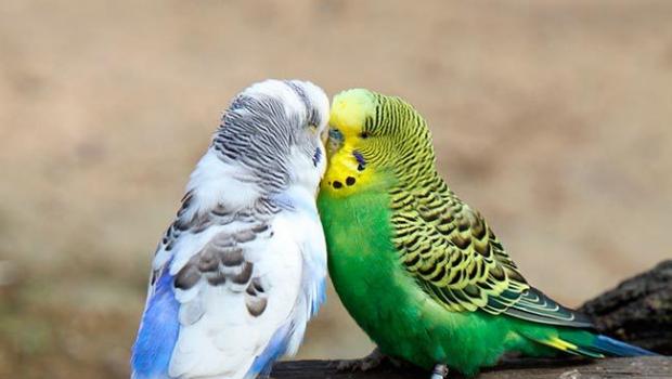Разведение попугаев в домашних условиях: все этапы разведения Попугаи волнистые уход и содержание размножение