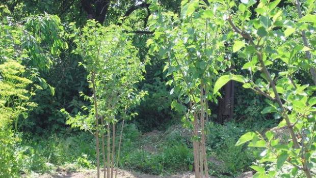 सफेद शहतूत उगाना: शहतूत का पेड़ लगाना और उसकी देखभाल करना