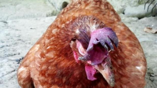 ﻿ मुर्गियाँ अंडे क्यों नहीं देतीं: कारण और समाधान
