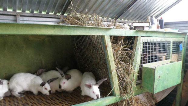 Инструкция по разведению кроликов в домашних условиях для начинающих С чего начать содержание кроликов
