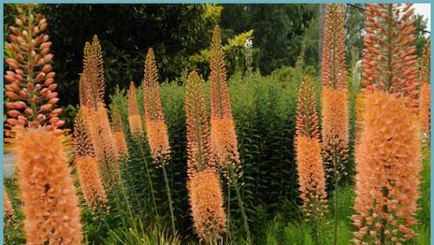 Eremurus, açık alanda Eremurus ekimi ve bakımı yapılan her alanı süsleyebilecek olağanüstü güzelliğe sahip bir çiçektir.