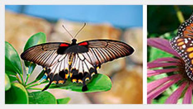 Gojenje tropskih metuljev