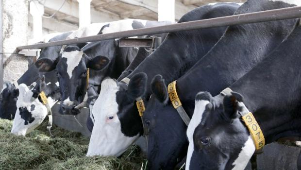 Влияние продолжительности сервис-периода у молочных коров на их продуктивность и воспроизводительные функции в условиях промышленных ферм Методы выращивания телят