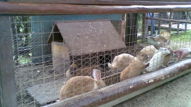 Вміст кроликів у сараї – найкращий спосіб створити сприятливі умови