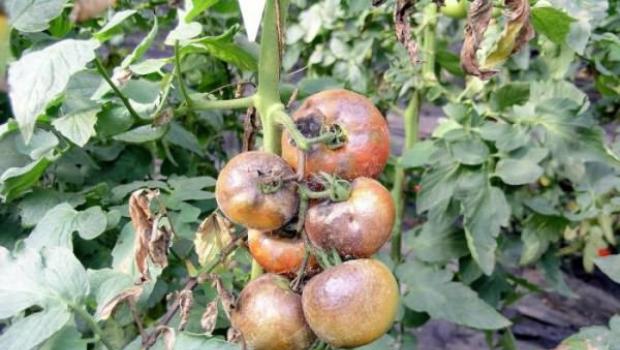 Боротьба з фітофторою на помідорах