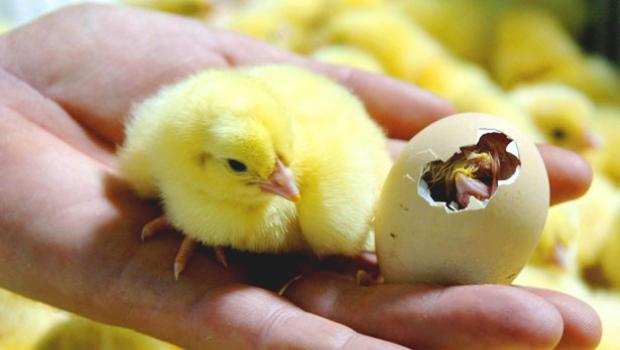 Načini in faze inkubacije piščančjih jajc