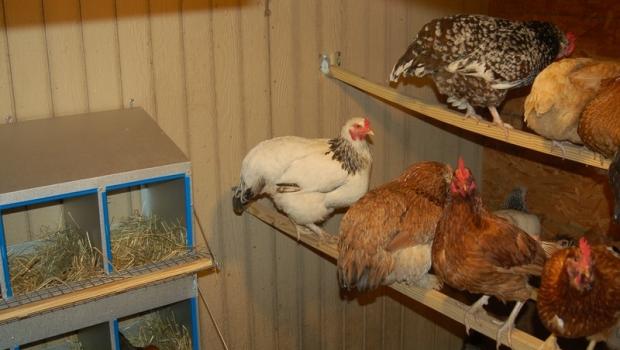 घर पर मुर्गियाँ रखना और प्रजनन करना: शुरुआती किसानों के लिए युक्तियाँ और सिफारिशें