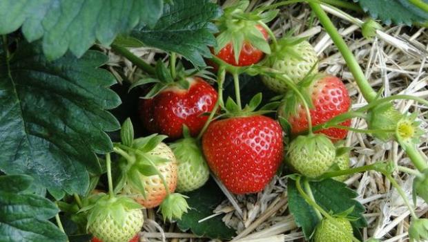 स्ट्रॉबेरी और विक्टोरिया में क्या अंतर है